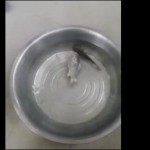 Frozen fish in the freezer began to swim on putting in the water