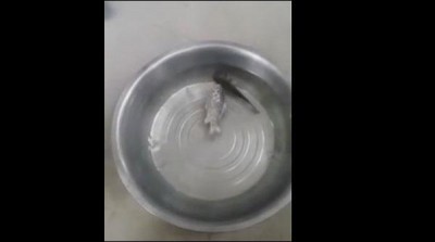 Frozen fish in the freezer began to swim on putting in the water