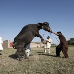 owner-died-on-hiting-by-sacrifical-bull