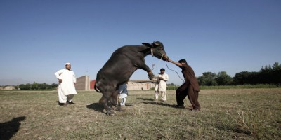 owner-died-on-hiting-by-sacrifical-bull