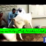 A New Way To Capture A Cow Watch easy way to led down animal for Sacrifice