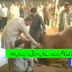 Obedient,animals,in,Lahore,cattle,market