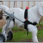 Up wheelchair for disabled lamb in Australia