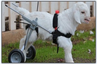 Up wheelchair for disabled lamb in Australia