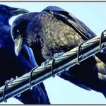 The touching Capacitor Bank crows power had caught fire power was off