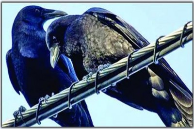 The touching Capacitor Bank crows power had caught fire power was off