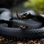 Why often snake use to shake his tongue