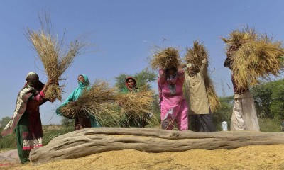 Farmer Women's role in rice cultivation