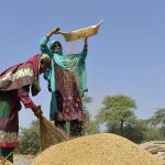Farmer Women's role in rice cultivation