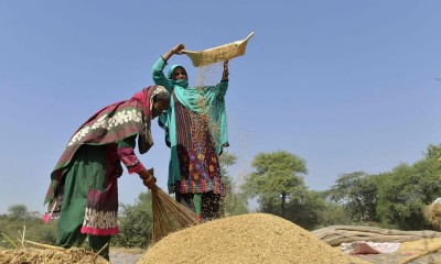 Farmer Women's role in rice cultivation
