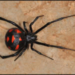 Black spider venom deadly virus discovered`