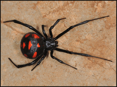 Black spider venom deadly virus discovered`