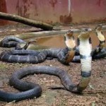50 cobra from Chinese farm
