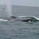 The arrival of the world's rarest whale