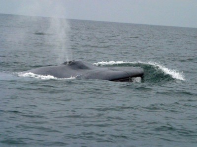 The arrival of the world's rarest whale
