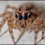 Spiders are not mine, but he could hear again