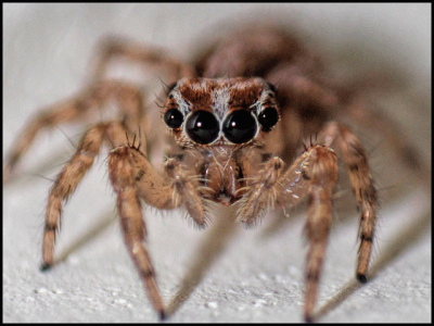 Spiders are not mine, but he could hear again