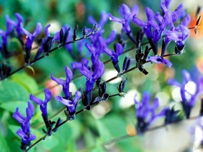 However, the oldest center of the Nile cultivation and trade in India