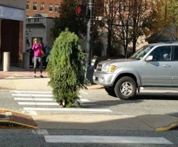 Arrested in the US runs around the tree disrupt traffic