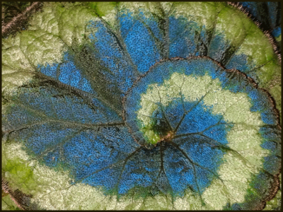 Discover the plant grows in the shadow and blue leaves