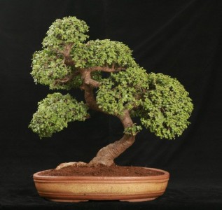 bonsai-tree