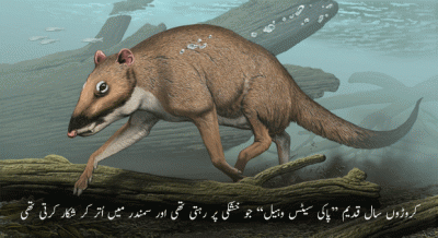 The arrival of the world's rarest whale