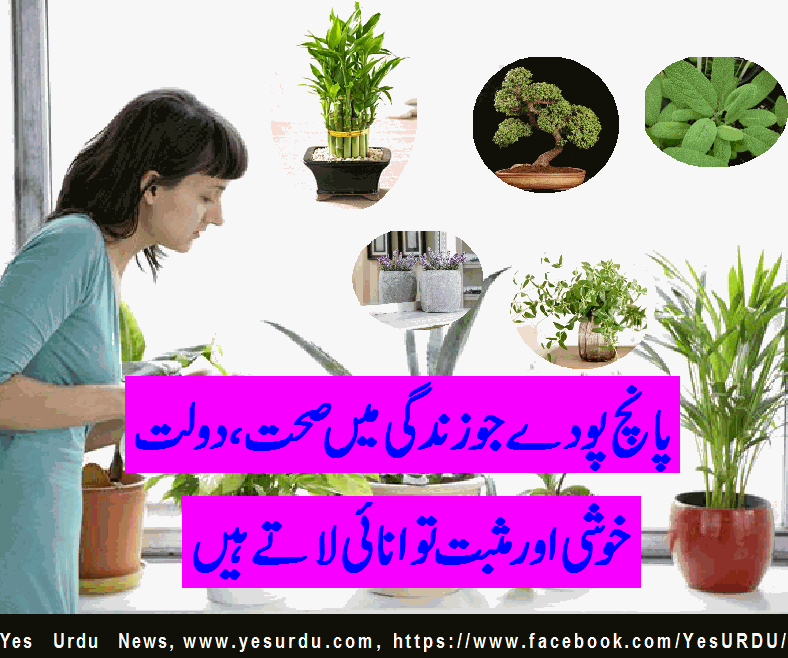 plants-for-life