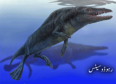 The arrival of the world's rarest whale