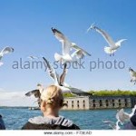 Australia: MC's came swarms of seagulls Ground