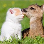 Animal Protection Day across Pakistan.