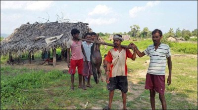 After Congo 'now' Japanese 'fever' aynsflayts' reaches India