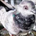 The alleged spy pigeons flew terrified by Indian police