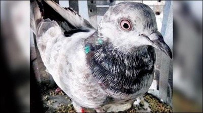 The alleged spy pigeons flew terrified by Indian police