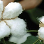 `Bullish trend in cotton prices