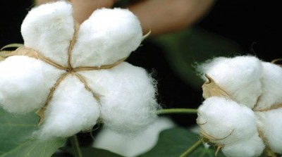 `Bullish trend in cotton prices