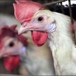 Chicken in Quetta, the price