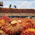 Malaysian palm oil prices at levels above 6 months