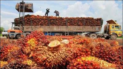 Malaysian palm oil prices at levels above 6 months