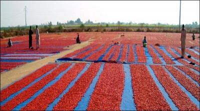 Pakistan Mercantile Exchange electronic trading at the local Cayenne