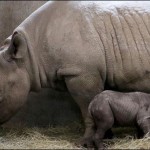 Rare rhinoceros little focus at the zoo
