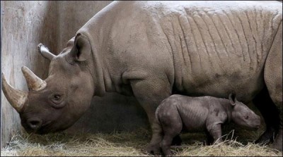 Rare rhinoceros little focus at the zoo