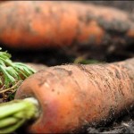 Multan sewage water kyaludh vegetable cultivation