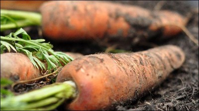 Multan sewage water kyaludh vegetable cultivation