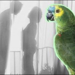 Parrots informant revealed the secret of her husband's relationship with employee