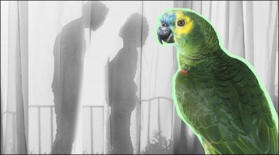 Parrots informant revealed the secret of her husband's relationship with employee