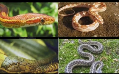  Hatred is the root of evil, a column by Tayyaba Zya Cheema on 18 October 2016