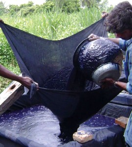 However, the oldest center of the Nile cultivation and trade in India