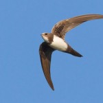 The swallow may fly for 10 months without a down to earth