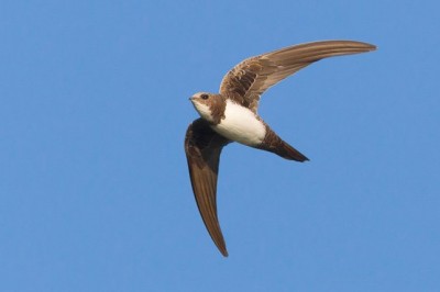 The swallow may fly for 10 months without a down to earth