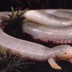 Time lost to the serpent legs and repeat
